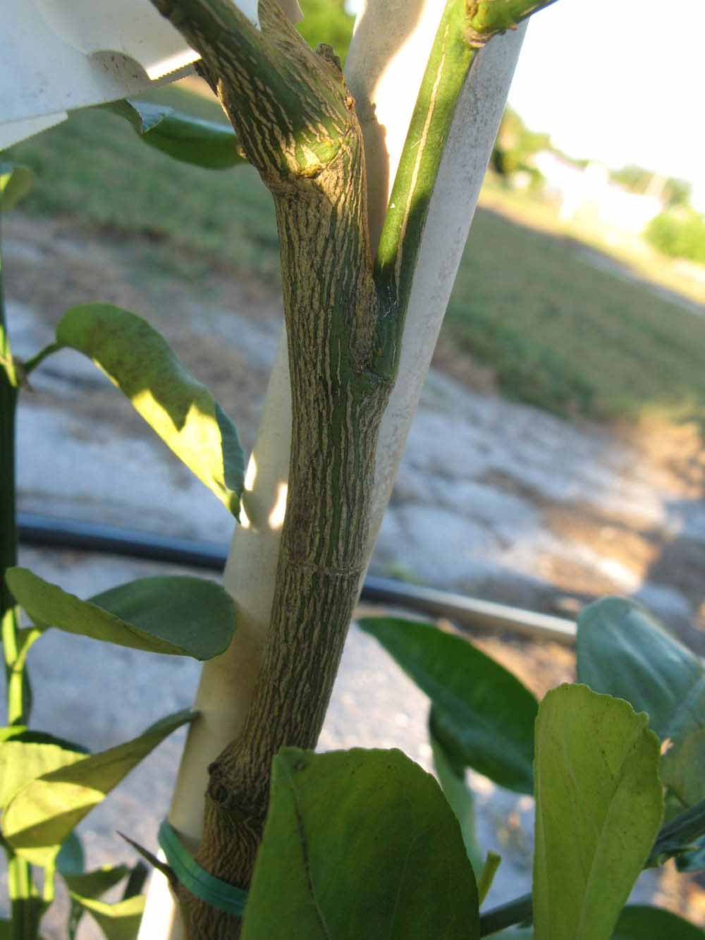              Bark (Winter Haven, FL)       